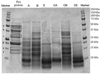Formulation of new sourdough bread prototypes fortified with non-compliant chickpea and pea residues